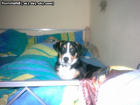 Beagle Hunde Foto 21310 Beagle HaLLo ich bin Bunny 5.mon Alt ( jackrussel / beagle mIx)