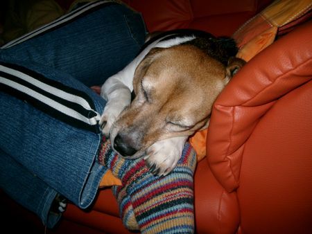 Beagle Hunde Foto 34686 in höherer Auflösung ansehen Beagle Unsere Dolly bei ihrer Lieblingsbeschäftigung