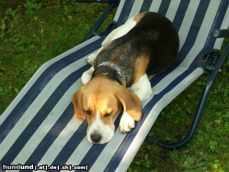 Beagle Hunde Foto 25039 in höherer Auflösung ansehen Beagle unsere Lilli