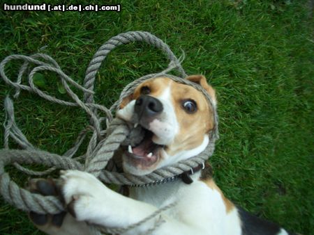 Beagle Hunde Foto 25038 in höherer Auflösung ansehen Beagle Mein Lieblingsspielzeug