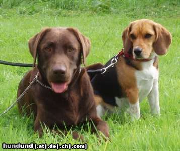 Beagle Hunde Foto 24969 Beagle Cido und Tamira