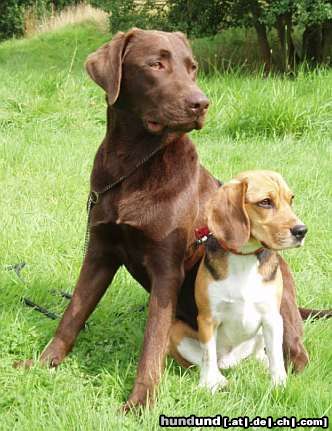 Beagle Hunde Foto 24970 Beagle Cido ist wie ein großer Bruder für Tamira