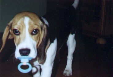 Beagle Hunde Foto 2004 Beagle