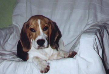 Beagle