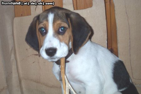 Beagle Hunde Foto 17308 Beagle