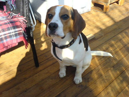 Beagle Hunde Foto 31388 in höherer Auflösung ansehen Beagle HALLO