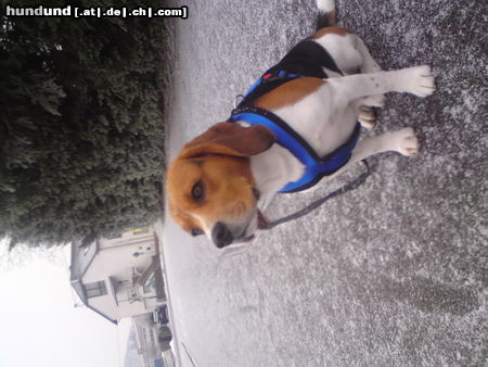 Beagle Barny im Schnee