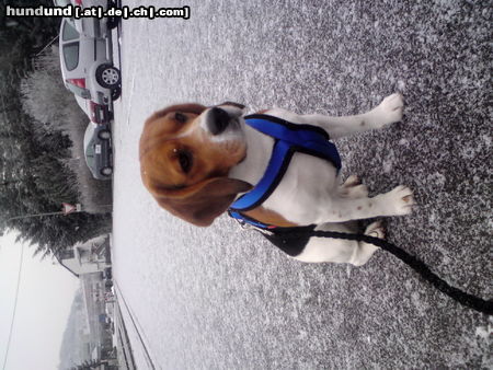 Beagle Hunde Foto 45536 in höherer Auflösung ansehen Beagle