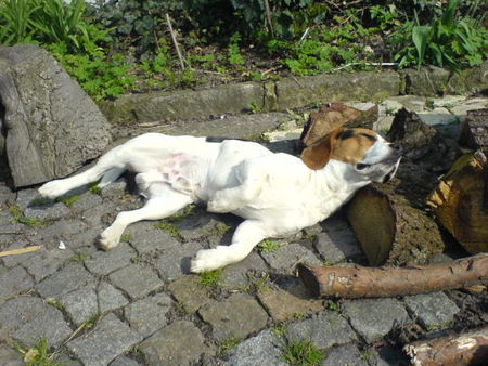 Beagle Hunde Foto 31075 in höherer Auflösung ansehen Beagle SO schön warm