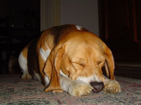 Beagle Hunde Foto 36592 in höherer Auflösung ansehen Beagle Hoja