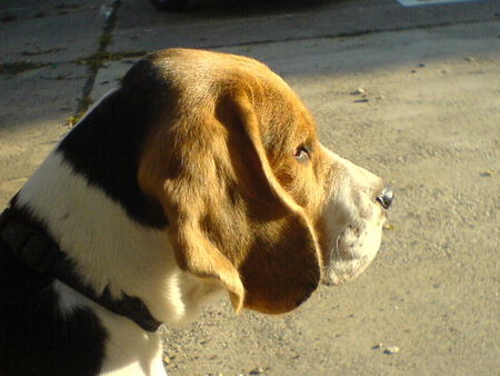 Beagle Hunde Foto 36742 in höherer Auflösung ansehen Beagle iron-iseo