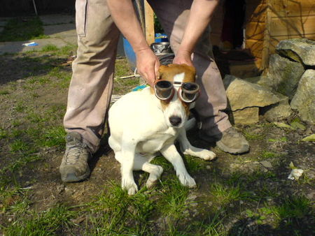 Beagle Hunde Foto 31390 in höherer Auflösung ansehen Beagle Wo steht mein Cabrio???