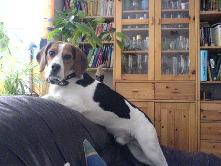 Beagle Hunde Foto 31389 in höherer Auflösung ansehen Beagle Ich???
