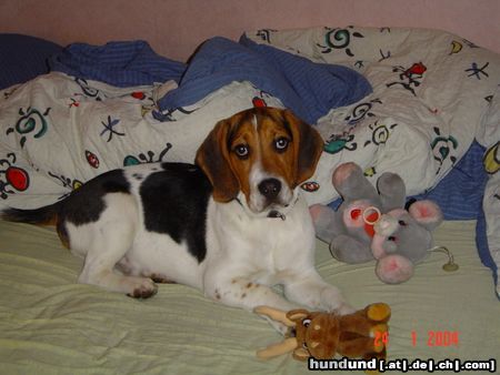 Beagle Hunde Foto 8536 Beagle Barnie mit Schlafzimmerblick