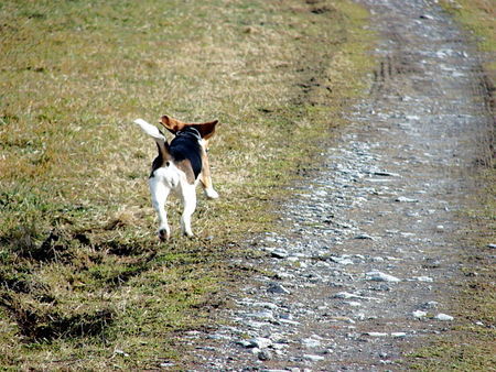 Beagle Hunde Foto 36357 in höherer Auflösung ansehen Beagle Zoe von Amade AUSTRIA