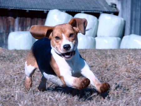 Beagle Hunde Foto 37076 in höherer Auflösung ansehen Beagle Zoe von Amade Austria