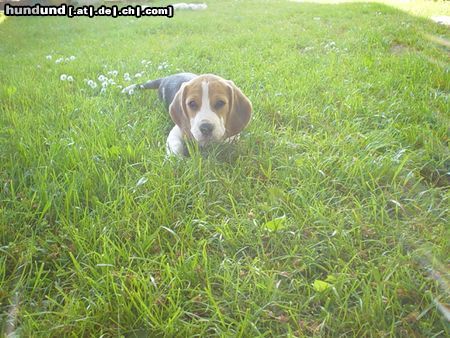 Beagle Hunde Foto 11784 Beagle chester mit 8 wochen