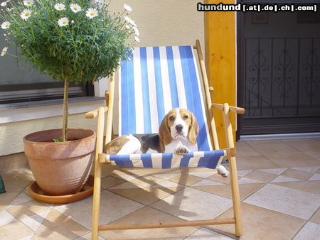 Beagle Hunde Foto 11783 Beagle chester , mit 12 wochen schon soo erwachsen