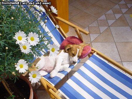 Beagle chester 12 wochen - der sommer kann kommen!!