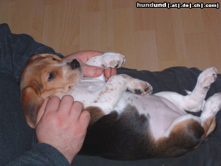 Beagle Hunde Foto 9147 Beagle Mir geht es ja sooo gut