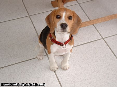 Beagle Hunde Foto 14164 Beagle Monty