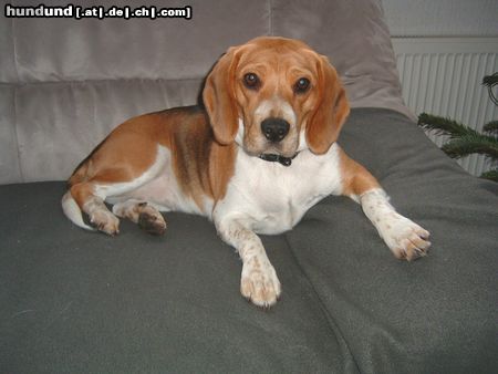 Beagle Hunde Foto 17728 in höherer Auflösung ansehen Beagle Paula