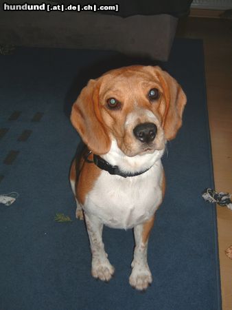 Beagle Hunde Foto 17727 in höherer Auflösung ansehen Beagle Paula