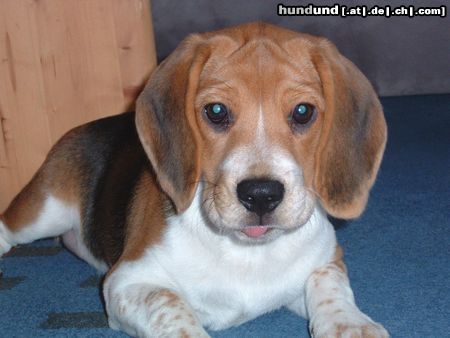 Beagle Hunde Foto 9144 Beagle Paula mitlerweile 14 Wochen und ganz schön frech