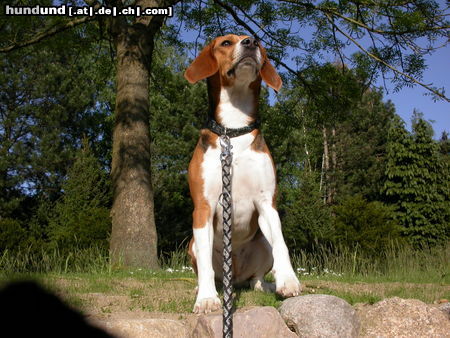 Beagle Hunde Foto 44293 in höherer Auflösung ansehen Beagle
