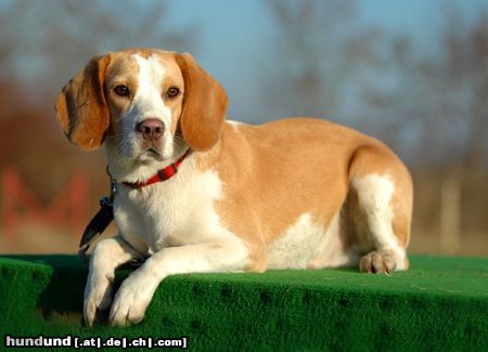 Beagle Hunde Foto 20437 in höherer Auflösung ansehen Beagle Eine kleine Pause auf dem Hundplatz