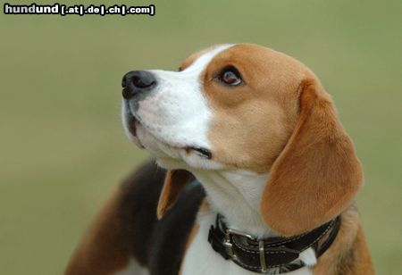 Beagle Hunde Foto 20471 in höherer Auflösung ansehen Beagle auf dem Hundeplatz