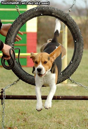 Beagle Hunde Foto 20472 in höherer Auflösung ansehen Beagle auf dem Hundeplatz