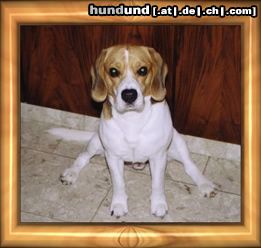 Beagle Hunde Foto 17121 in höherer Auflösung ansehen Beagle Ich kann Spagat !!!