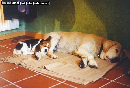Beagle Hunde Foto 15984 in höherer Auflösung ansehen Beagle Kleine Ganoven haben auch ein Anlehnungsbedürfnis.