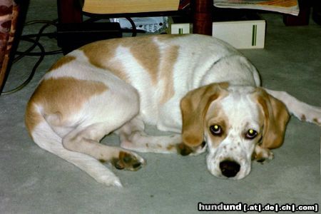 Beagle Hunde Foto 12987 Beagle Mein Amigo,ein Beagle-Mix