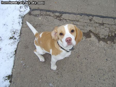 Beagle Hunde Foto 19197 Beagle Wann gehen wir endlich weiter?