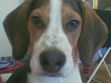 Beagle Hunde Foto 32325 Beagle was guckst Du! Max (9er Monat)