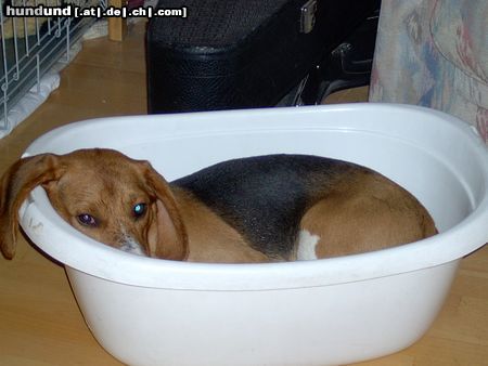 Beagle Hunde Foto 12572 Beagle Olli macht gr. Wäsche