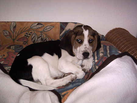 Beagle Hunde Foto 28862 in höherer Auflösung ansehen Beagle Baby-Alf