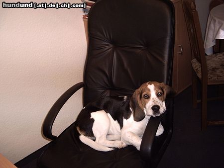 Beagle Hunde Foto 21664 in höherer Auflösung ansehen Beagle alf