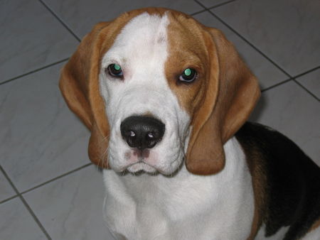 Beagle Hunde Foto 35203 in höherer Auflösung ansehen Beagle