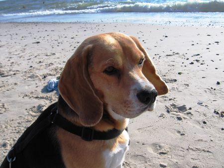Beagle Hunde Foto 37022 in höherer Auflösung ansehen Beagle velten