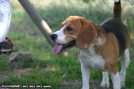 Beagle Hunde Foto 24864 in höherer Auflösung ansehen Beagle bekomme ich auch etwas ?