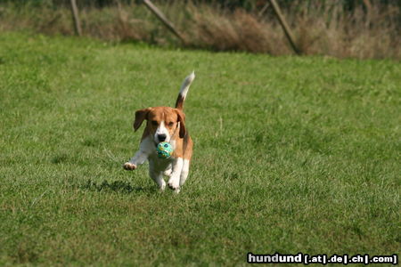 Beagle Hunde Foto 24865 in höherer Auflösung ansehen Beagle Mein Ball