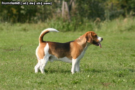 Beagle Hunde Foto 24866 in höherer Auflösung ansehen Beagle Beagle