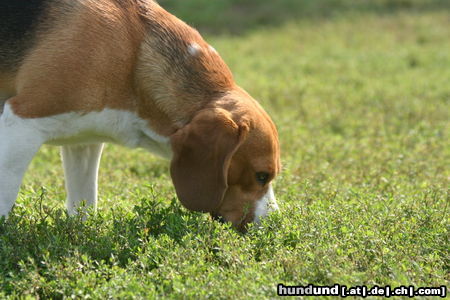 Beagle Hunde Foto 24867 in höherer Auflösung ansehen Beagle Hier riechts aber gut !