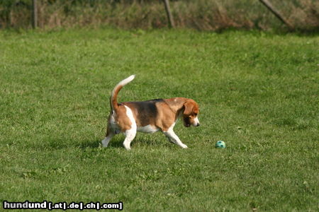 Beagle Hunde Foto 24868 in höherer Auflösung ansehen Beagle Jetzt hab ich dich!