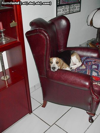 Beagle Hunde Foto 12143 Beagle Jeany :