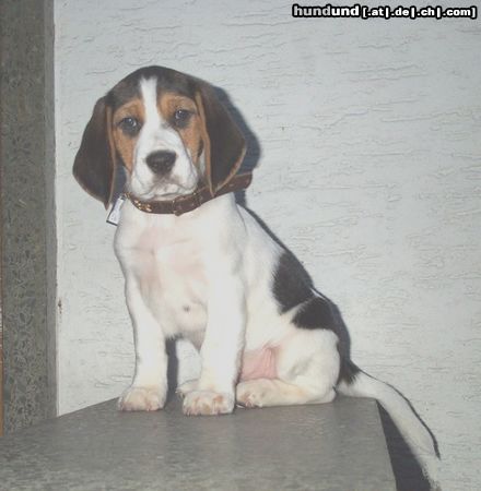 Beagle Hunde Foto 17744 Beagle