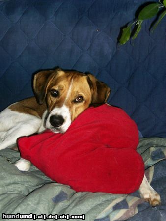 Beagle Hunde Foto 14512 Beagle Sammy mit Herz